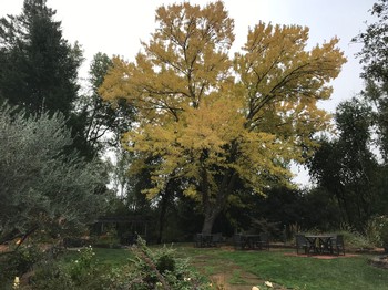 Baker Ridge Vineyard